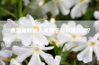 食用新鲜仙人掌属于商标第几类？