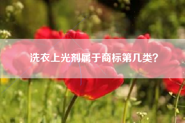 洗衣上光剂属于商标第几类？