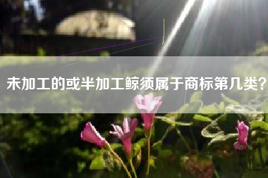 未加工的或半加工鲸须属于商标第几类？