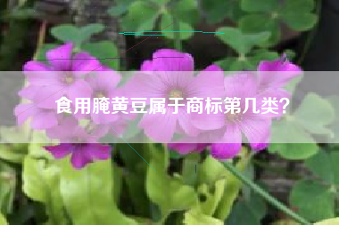 食用腌黄豆属于商标第几类？