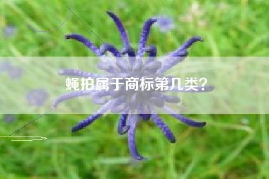 蝇拍属于商标第几类？