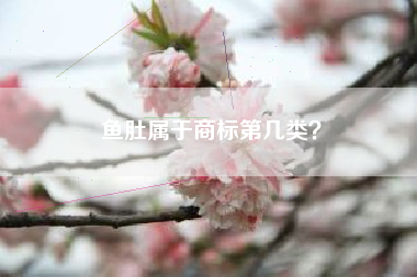 鱼肚属于商标第几类？