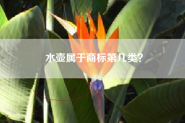 水壶属于商标第几类？