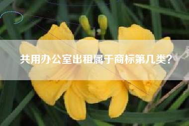 共用办公室出租属于商标第几类？