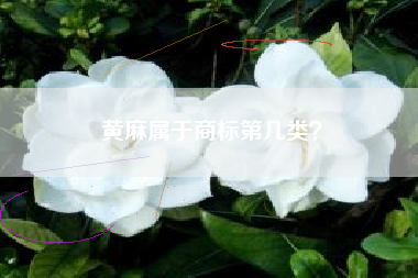 黄麻属于商标第几类？