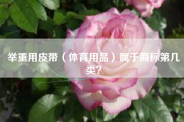 举重用皮带（体育用品）属于商标第几类？