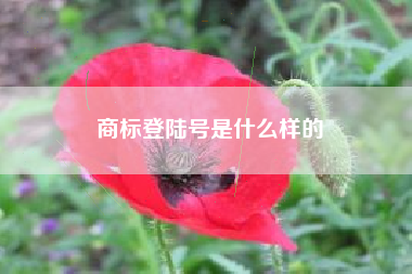 商标登陆号是什么样的