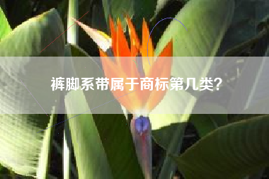 裤脚系带属于商标第几类？