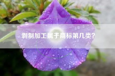 剥制加工属于商标第几类？