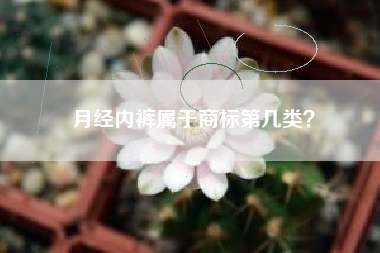月经内裤属于商标第几类？