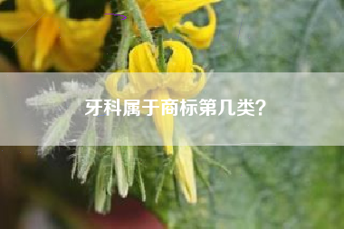 牙科属于商标第几类？