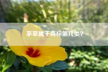 茅草属于商标第几类？