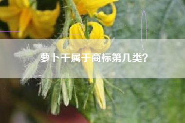 萝卜干属于商标第几类？