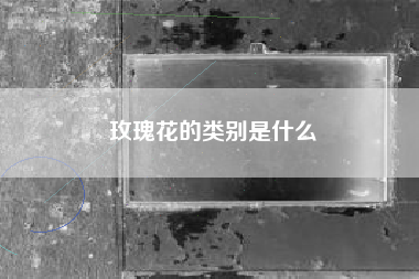 玫瑰花的类别是什么