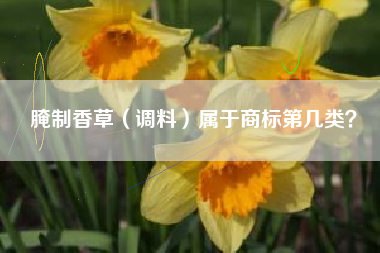 腌制香草（调料）属于商标第几类？