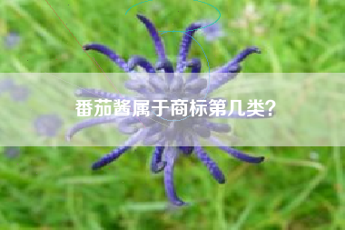 番茄酱属于商标第几类？