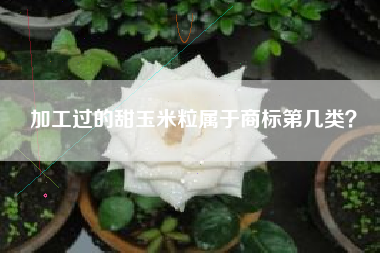 加工过的甜玉米粒属于商标第几类？