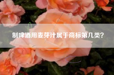 制啤酒用麦芽汁属于商标第几类？