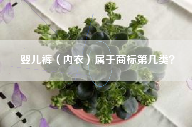 婴儿裤（内衣）属于商标第几类？