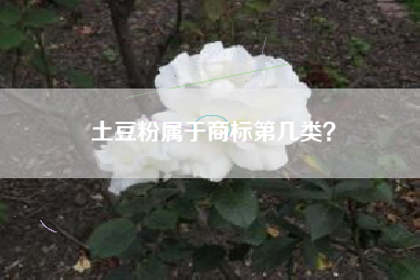 土豆粉属于商标第几类？
