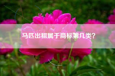 马匹出租属于商标第几类？