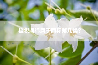 梳妆海绵属于商标第几类？