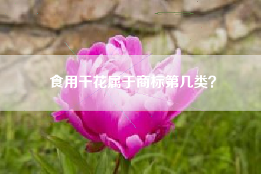 食用干花属于商标第几类？