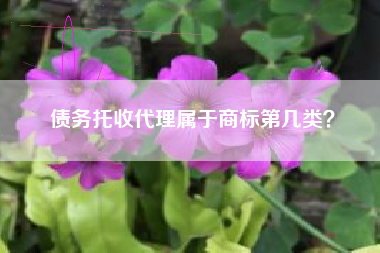 债务托收代理属于商标第几类？