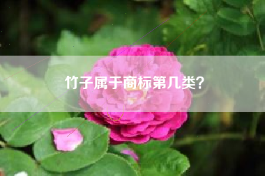 竹子属于商标第几类？