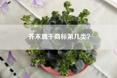 芥末属于商标第几类？