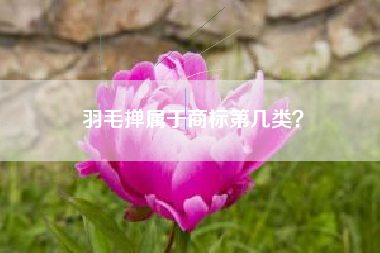 羽毛掸属于商标第几类？