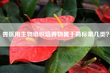 兽医用生物组织培养物属于商标第几类？