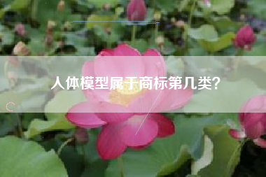 人体模型属于商标第几类？