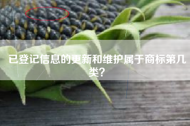 已登记信息的更新和维护属于商标第几类？