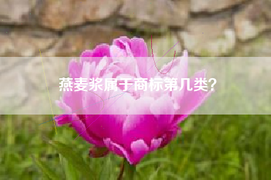 燕麦浆属于商标第几类？