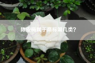 陈皮梅属于商标第几类？