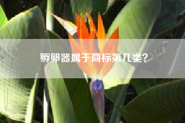 孵卵器属于商标第几类？