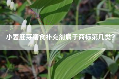 小麦胚芽膳食补充剂属于商标第几类？