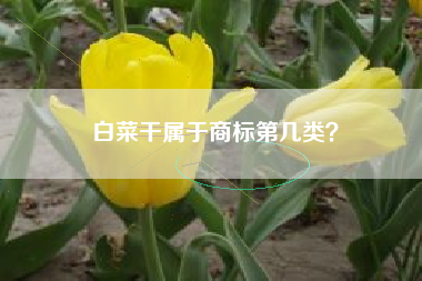 白菜干属于商标第几类？