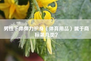 男性下体弹力护身（体育用品）属于商标第几类？
