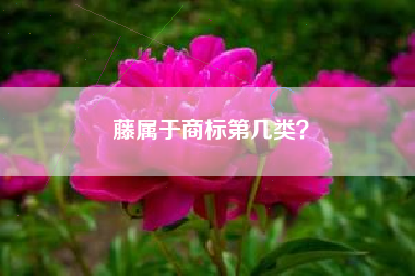 藤属于商标第几类？