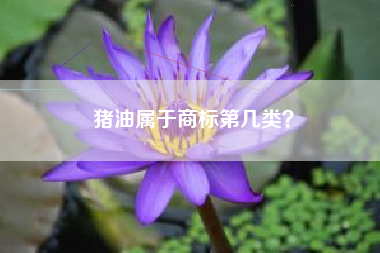 猪油属于商标第几类？