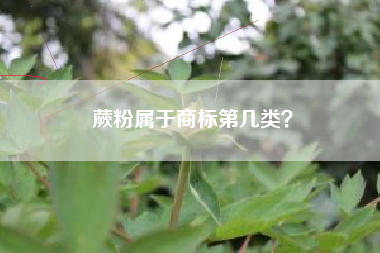 蕨粉属于商标第几类？